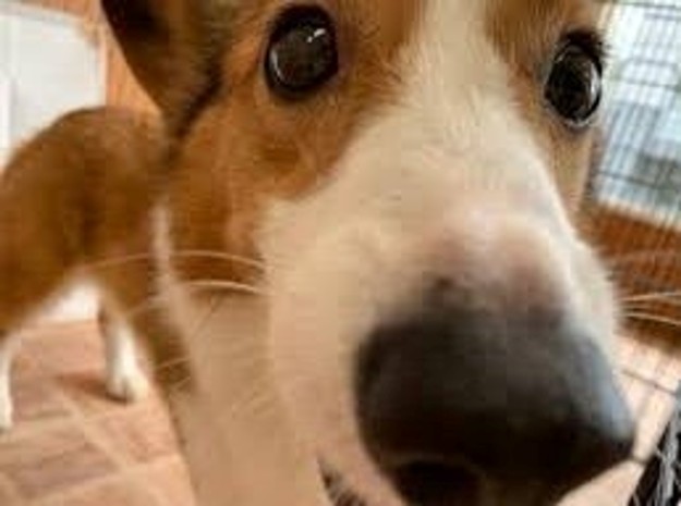 スマホ自撮りで鼻が大きく見える例